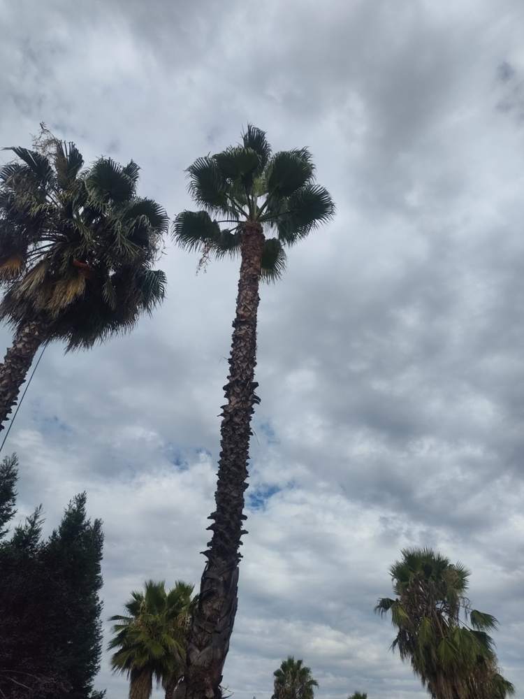 Tall palm trees after trimming