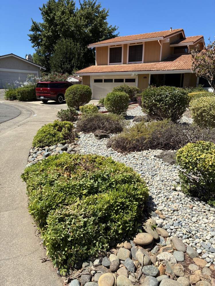 Front yard finished in river rock with shaped shrubs